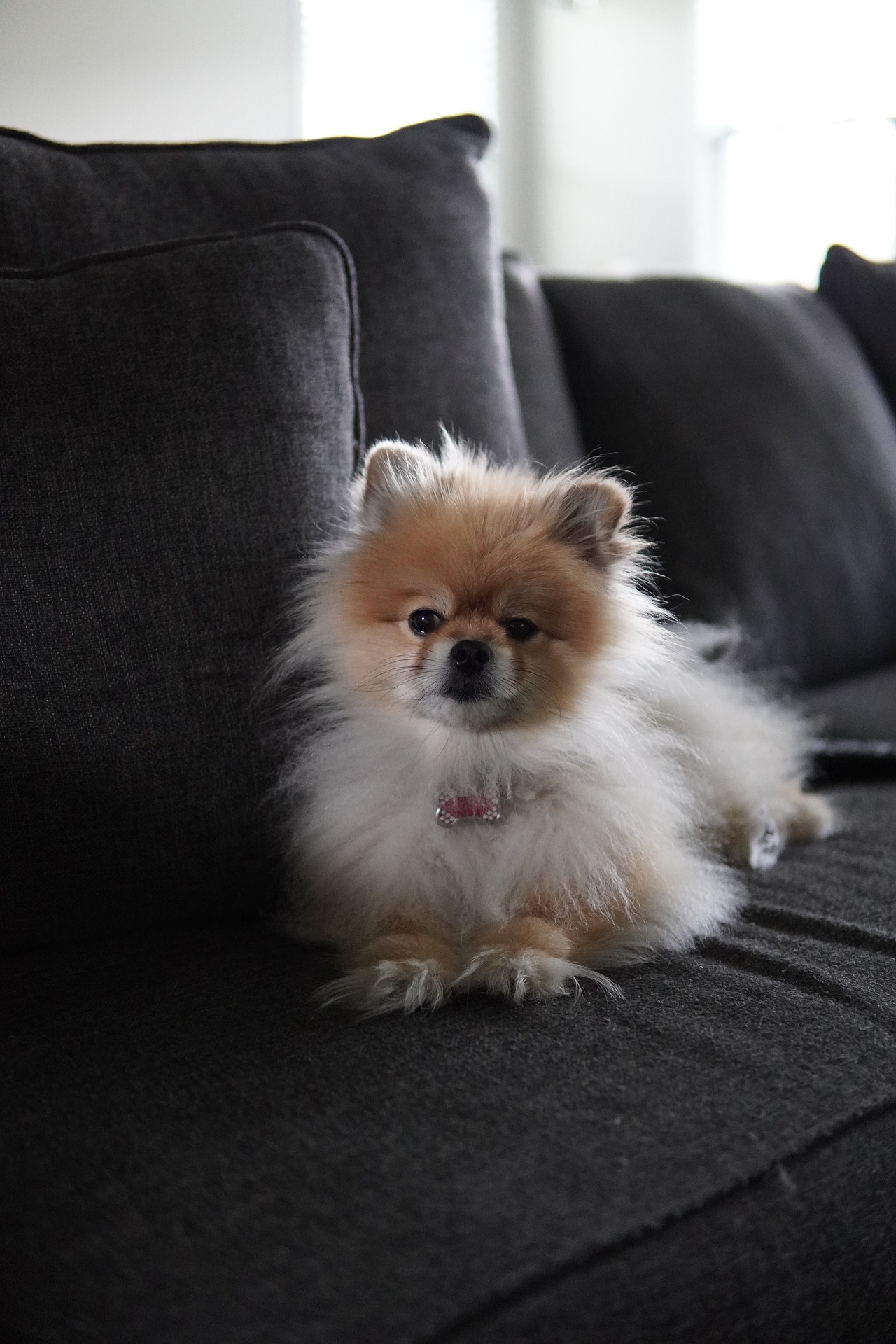 The History of Pomeranians: From Royal Companions to Family Pets 9