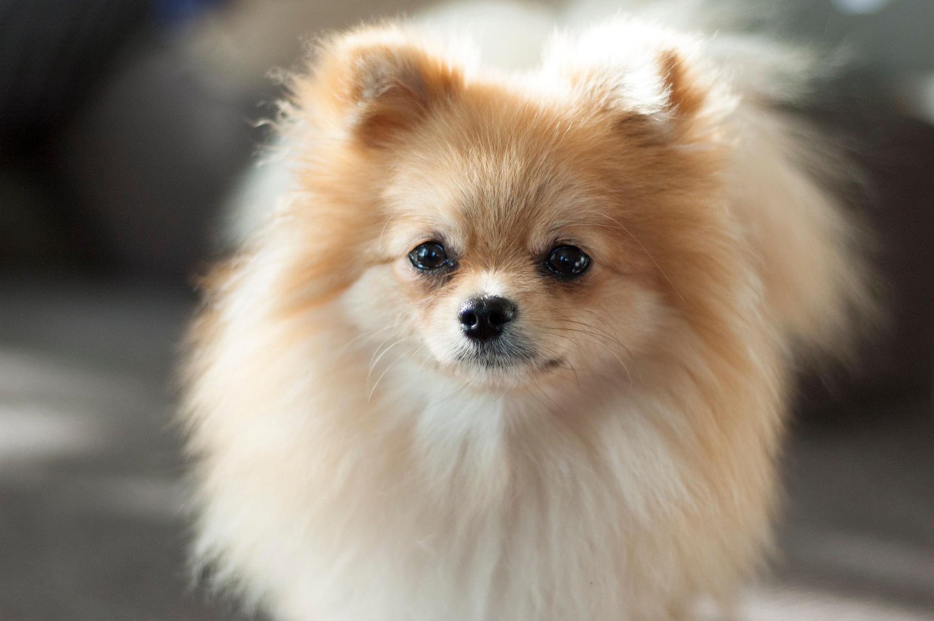 The History of Pomeranians: From Royal Companions to Family Pets 11