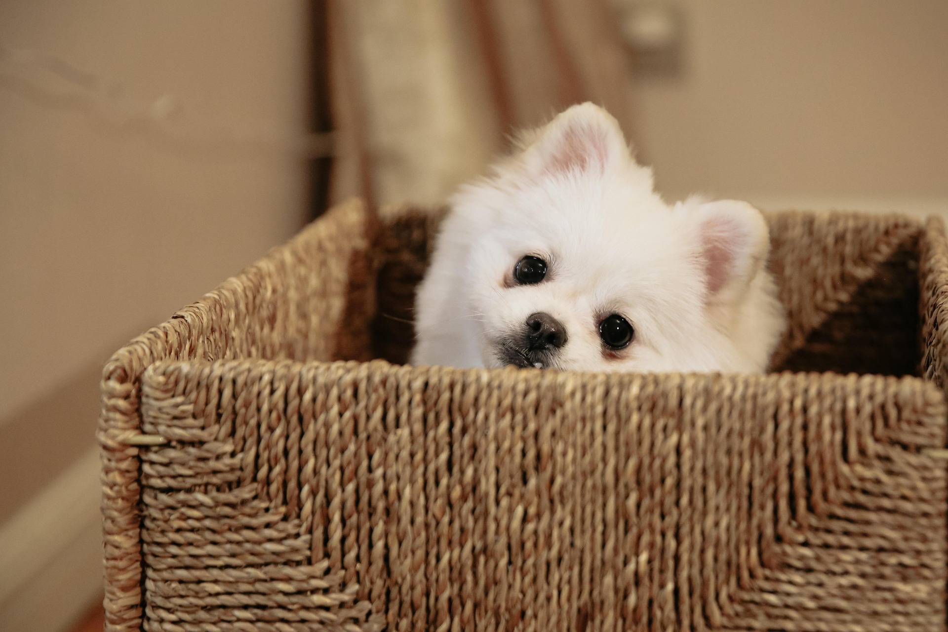 7 Health Concerns Every Pomeranian Owner Should Watch Out For 10