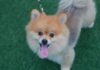 7 Health Concerns Every Pomeranian Owner Should Watch Out For