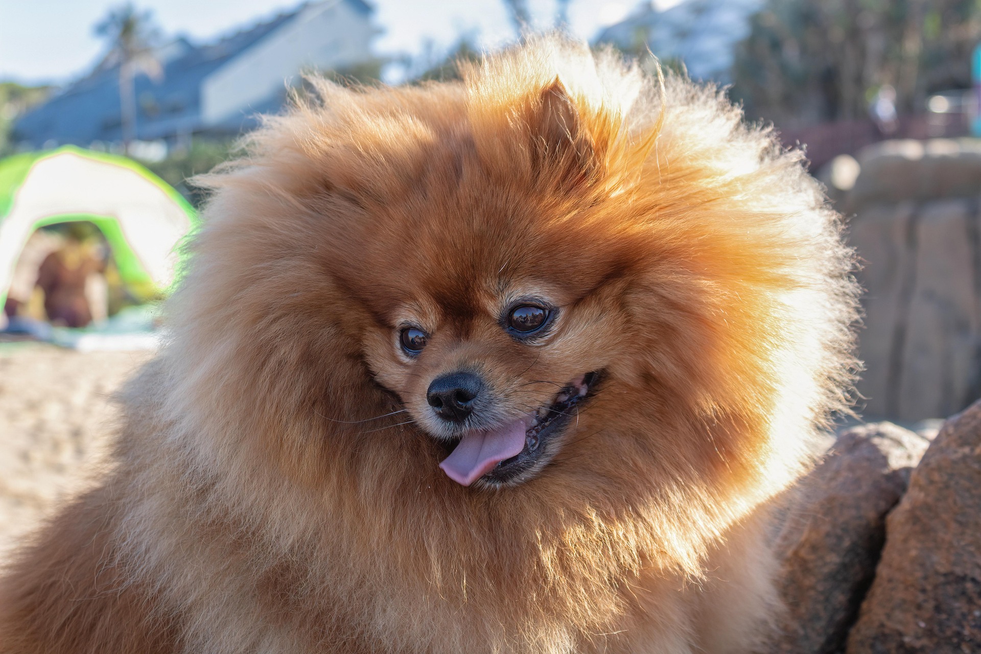 How to Keep Your Pomeranian Happy, Healthy, and Energetic 10