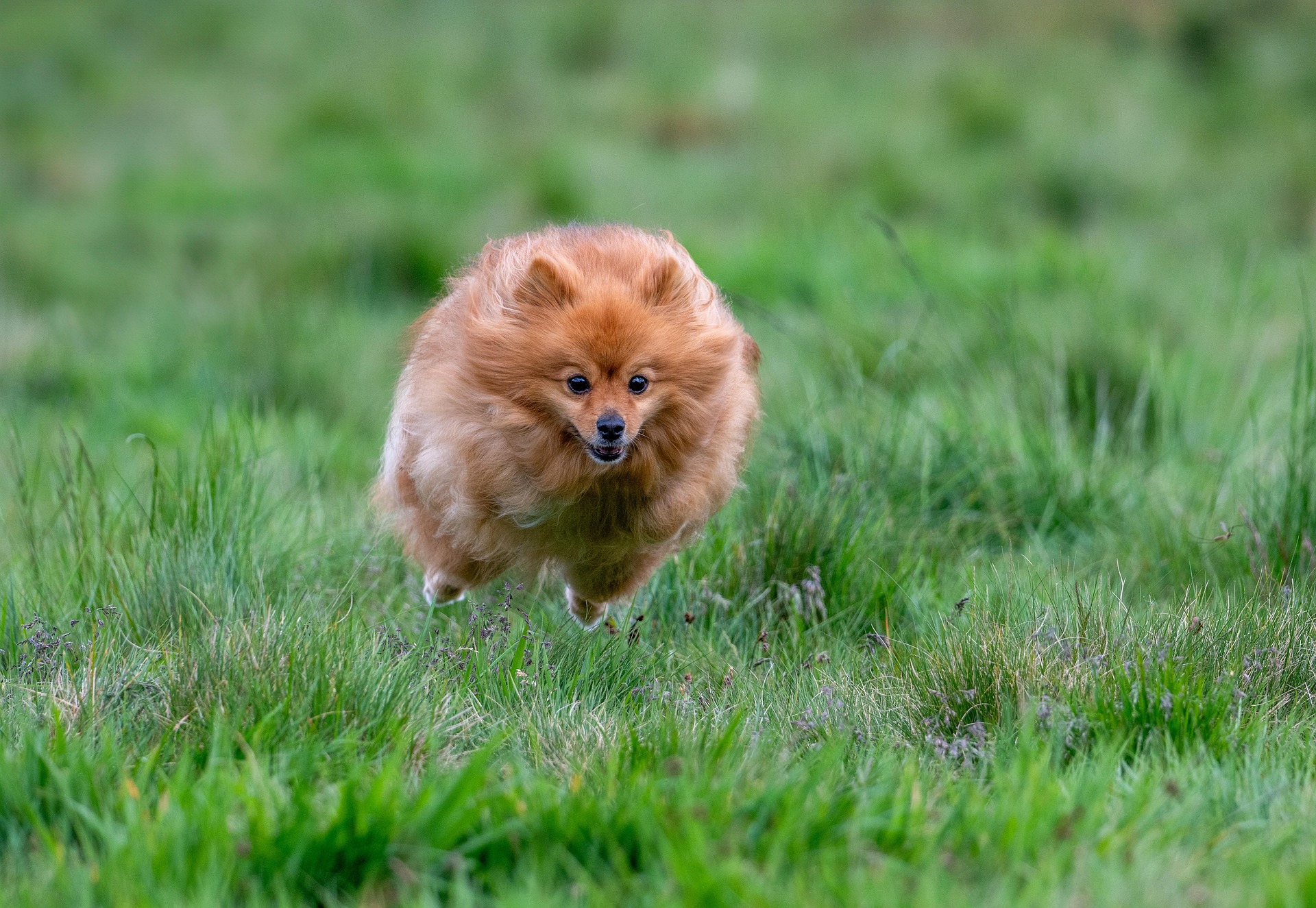 How to Keep Your Pomeranian Happy, Healthy, and Energetic 11