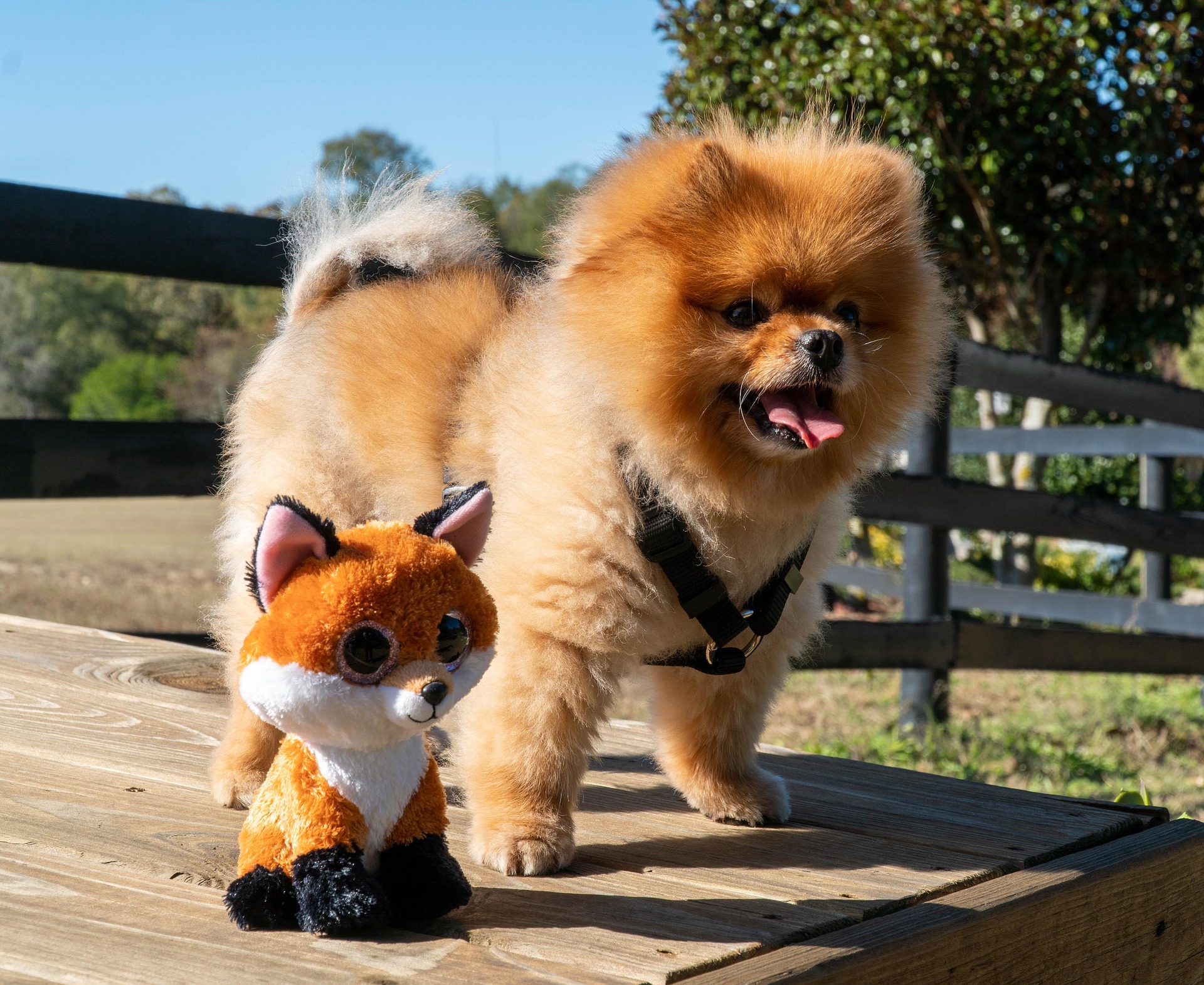 Why Pomeranians Are the Most Loyal Tiny Dogs 11