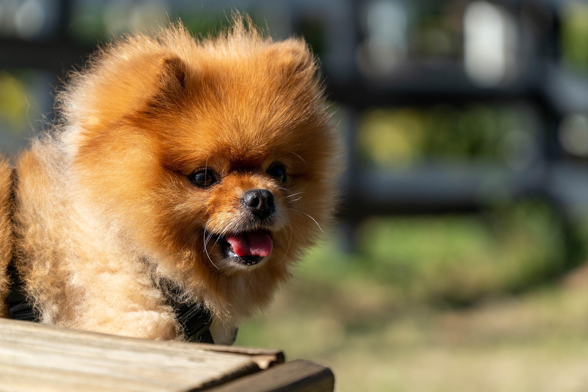 Why Pomeranians Are the Most Loyal Tiny Dogs 10