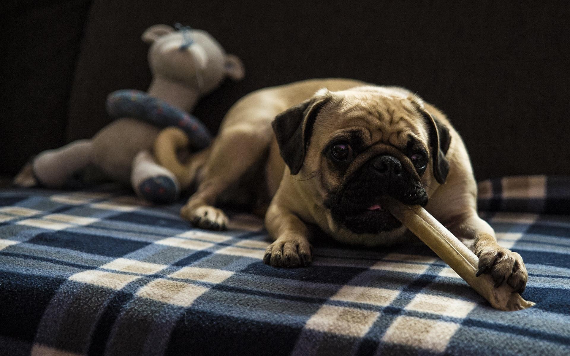 Why Pugs Make Amazing Family Pets 10