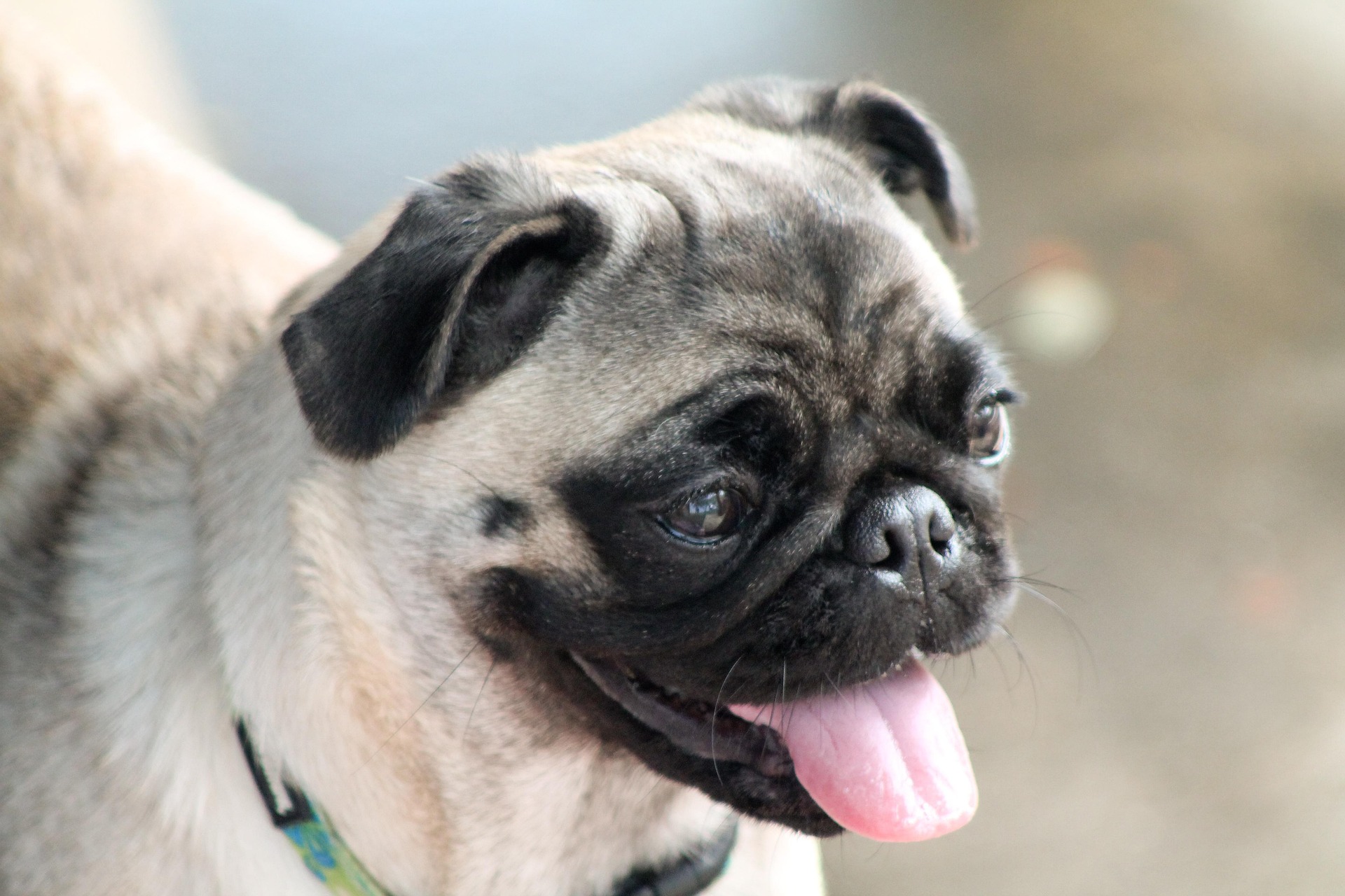 Why Pugs Are One of the Friendliest Dog Breeds 10