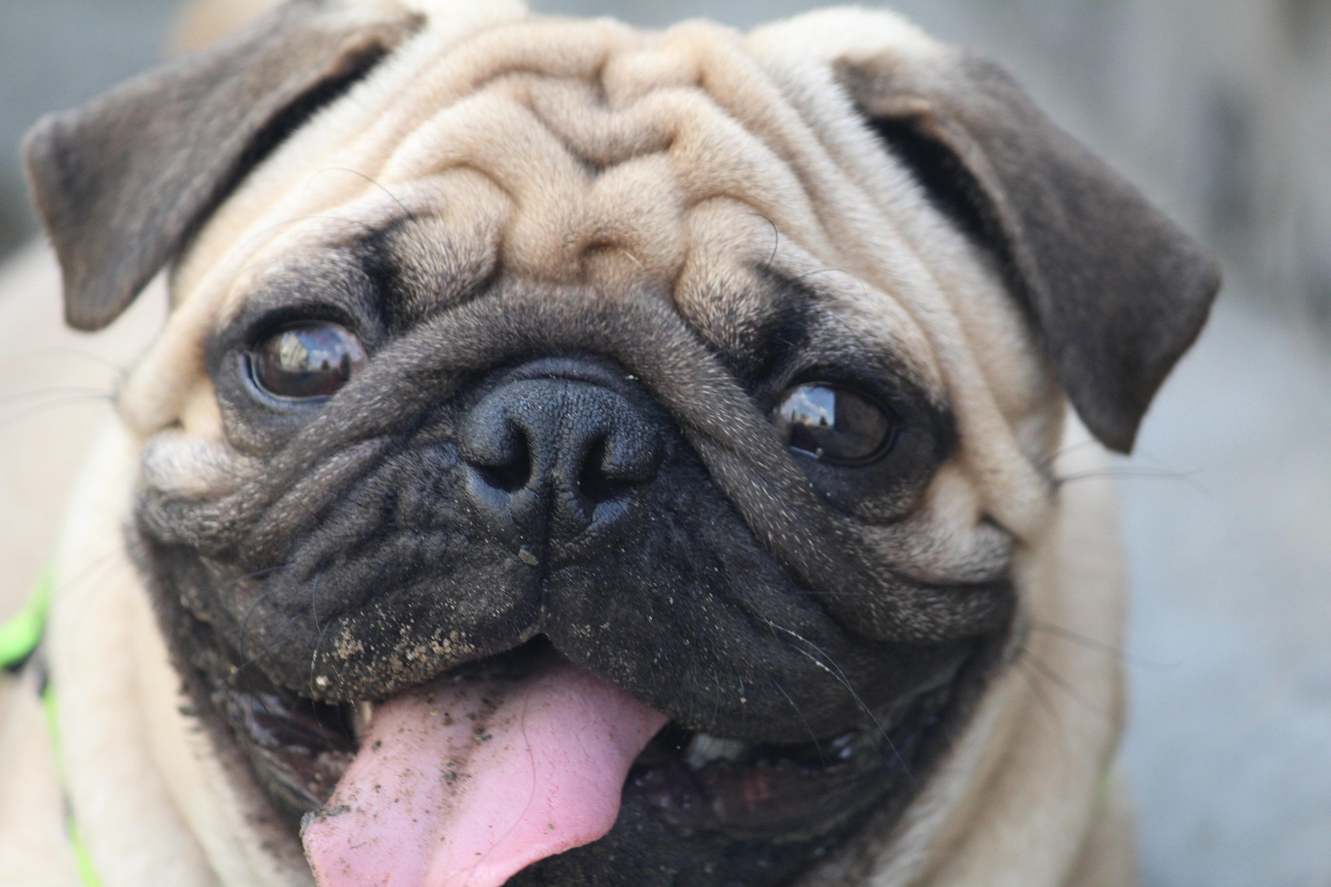 Why Pugs Are One of the Friendliest Dog Breeds 15