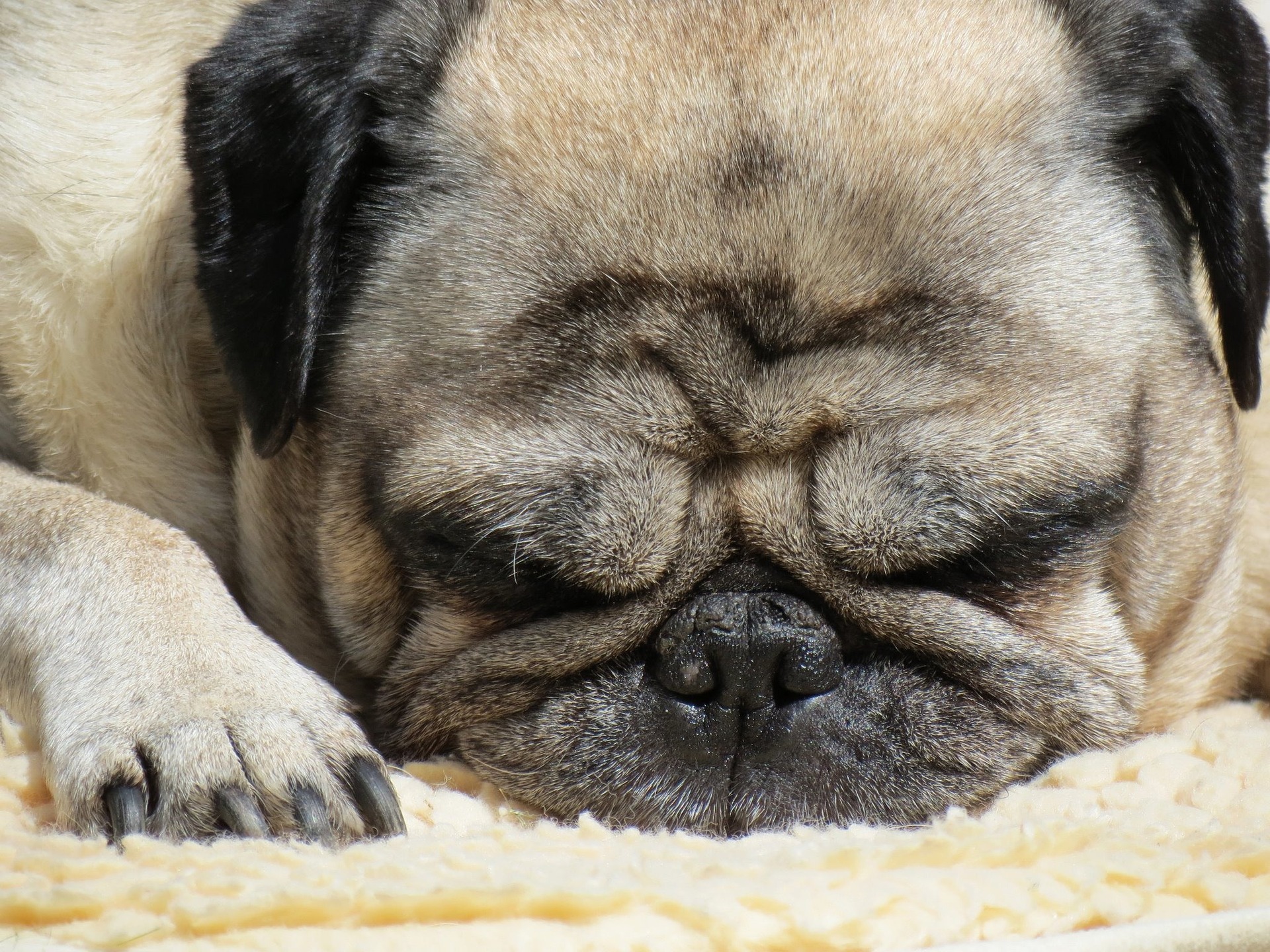 How to Train Your Pug: Tips That Actually Work 11
