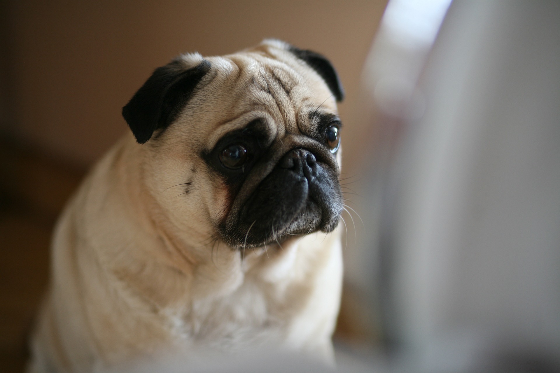 How to Keep Your Pug Mentally Stimulated Every Day 11