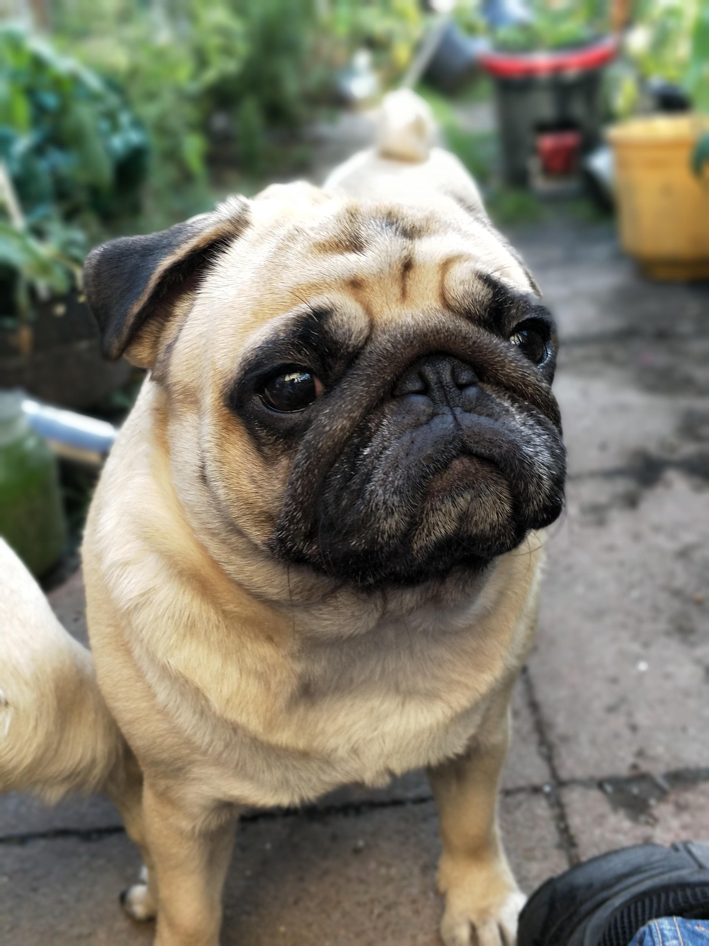 Top 10 Fun Facts About Pugs That Will Surprise You 10