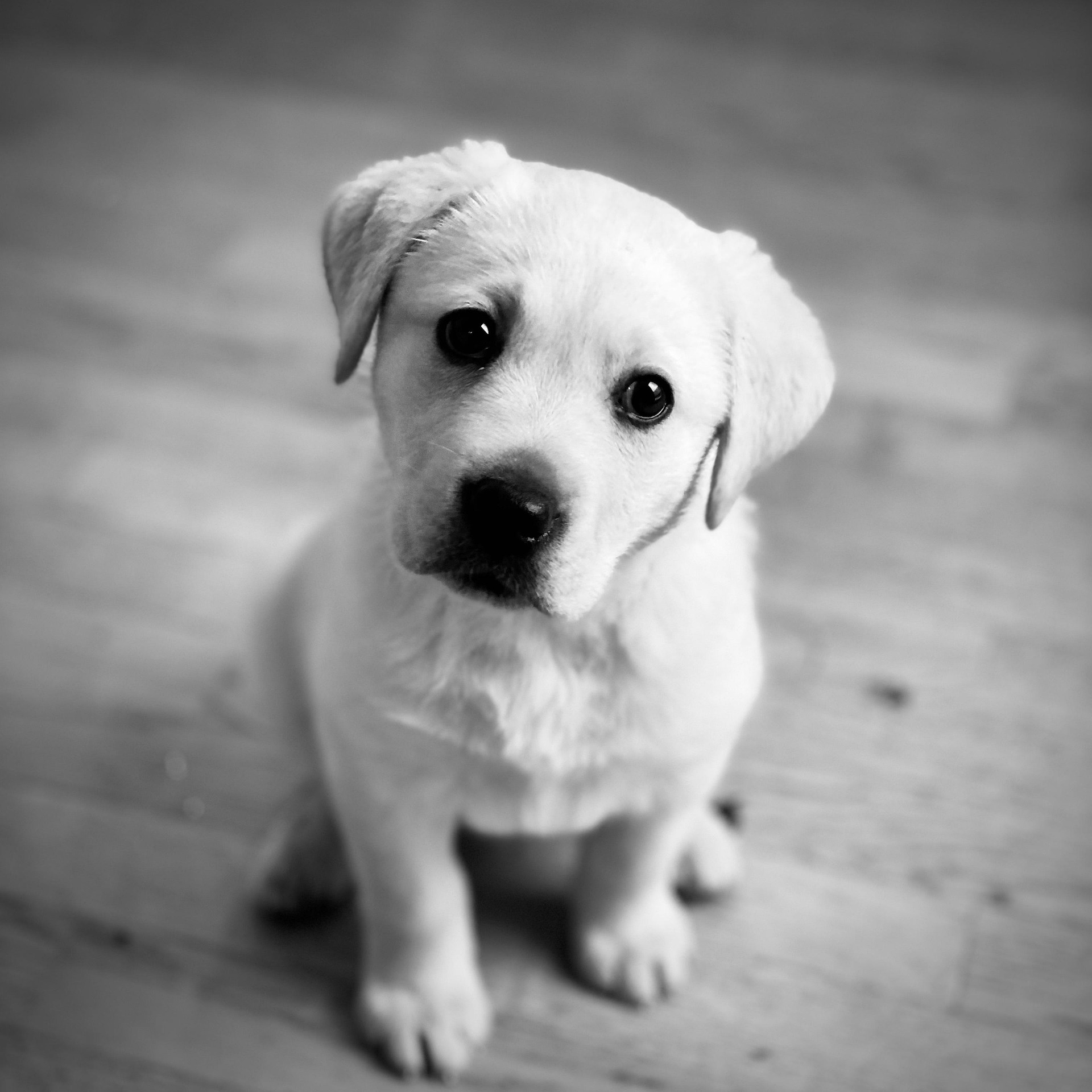 Labrador Retriever Grooming Tips for a Healthy Coat and Skin 9