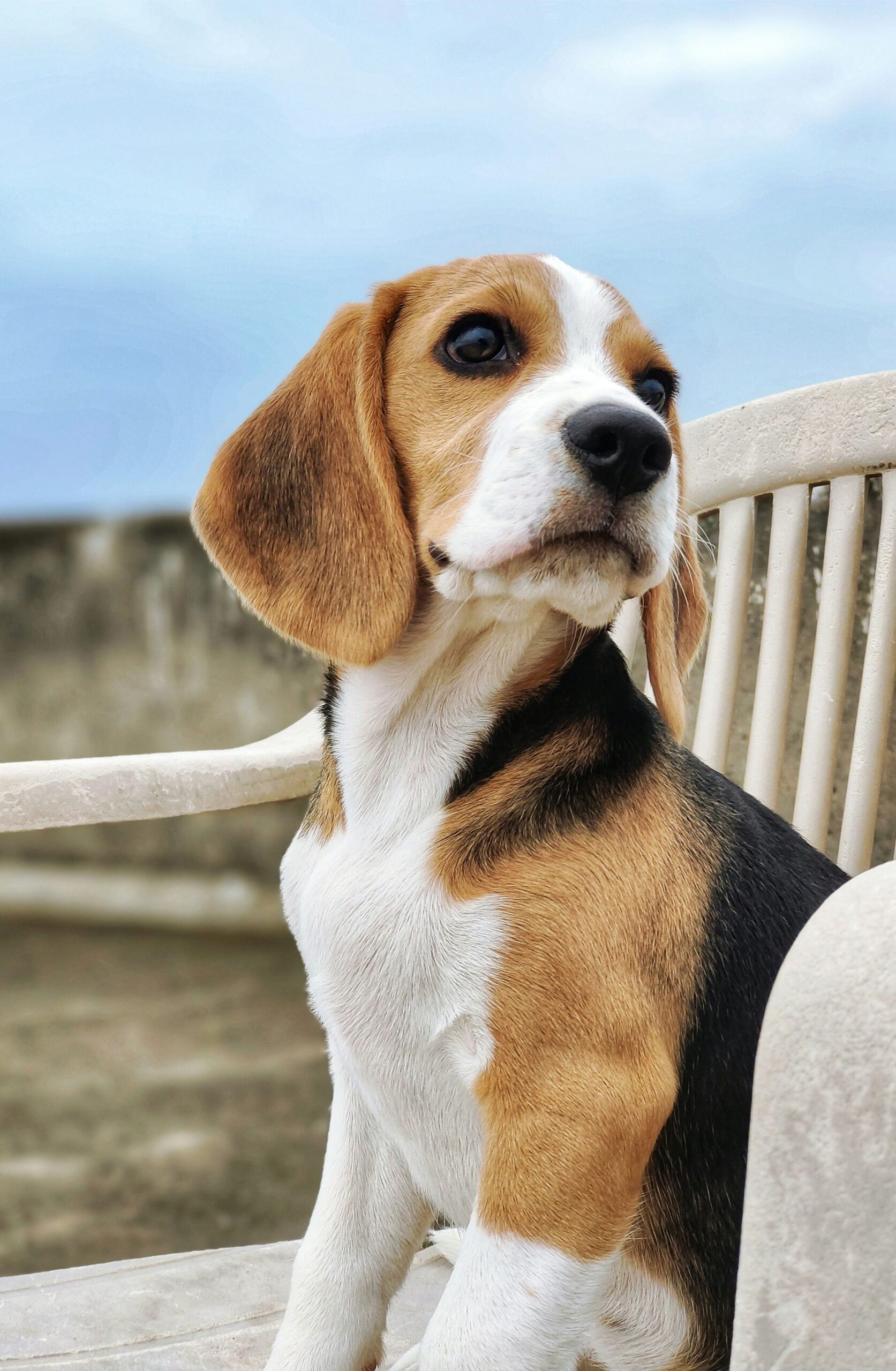 Beagle Myths That Need to Be Debunked 9 Beagle Myths That Need to Be Debunked 9