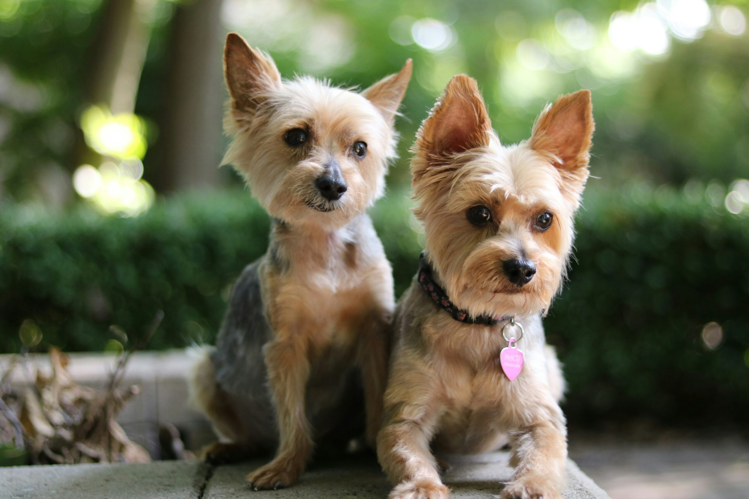 How Long Do Yorkies Live? Health and Lifespan Facts 1