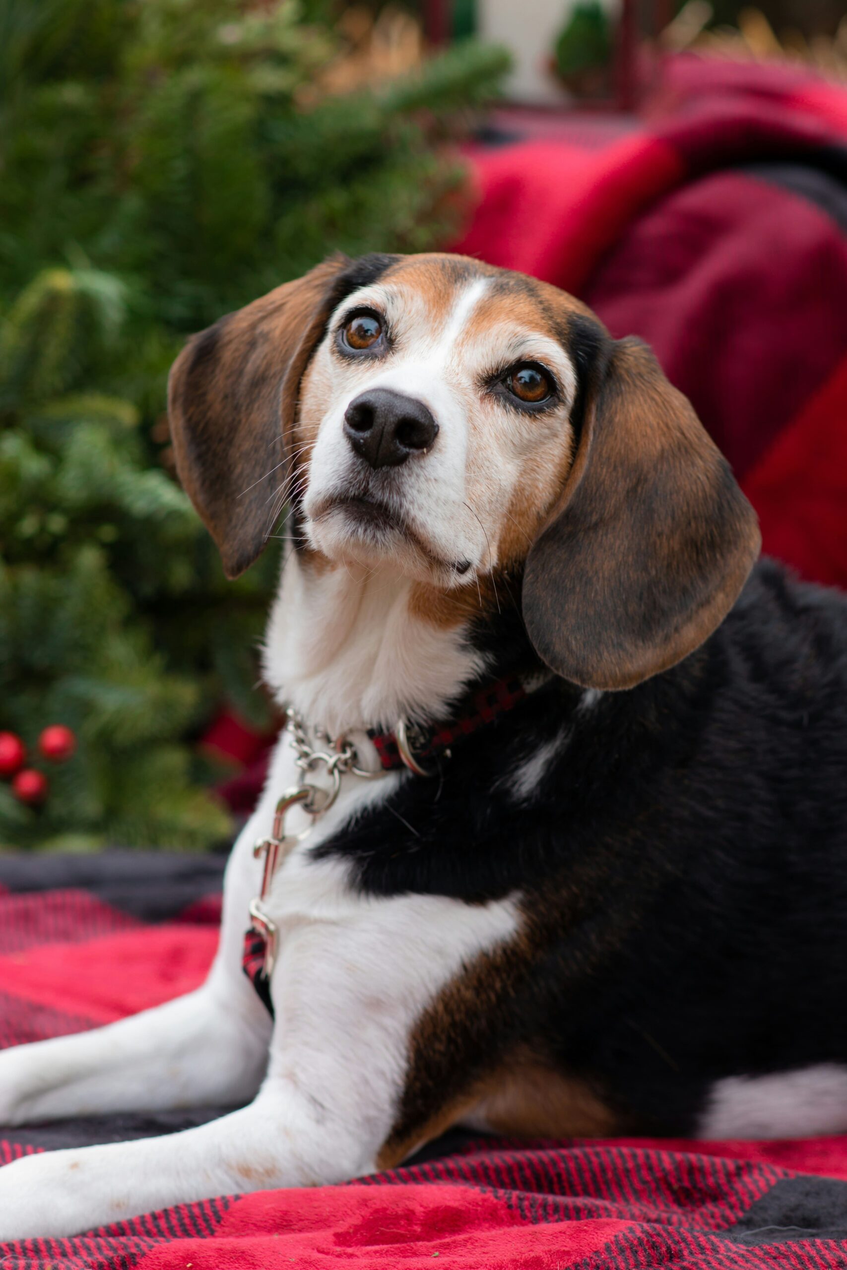 Beagle Myths That Need to Be Debunked 11 Beagle Myths That Need to Be Debunked 11