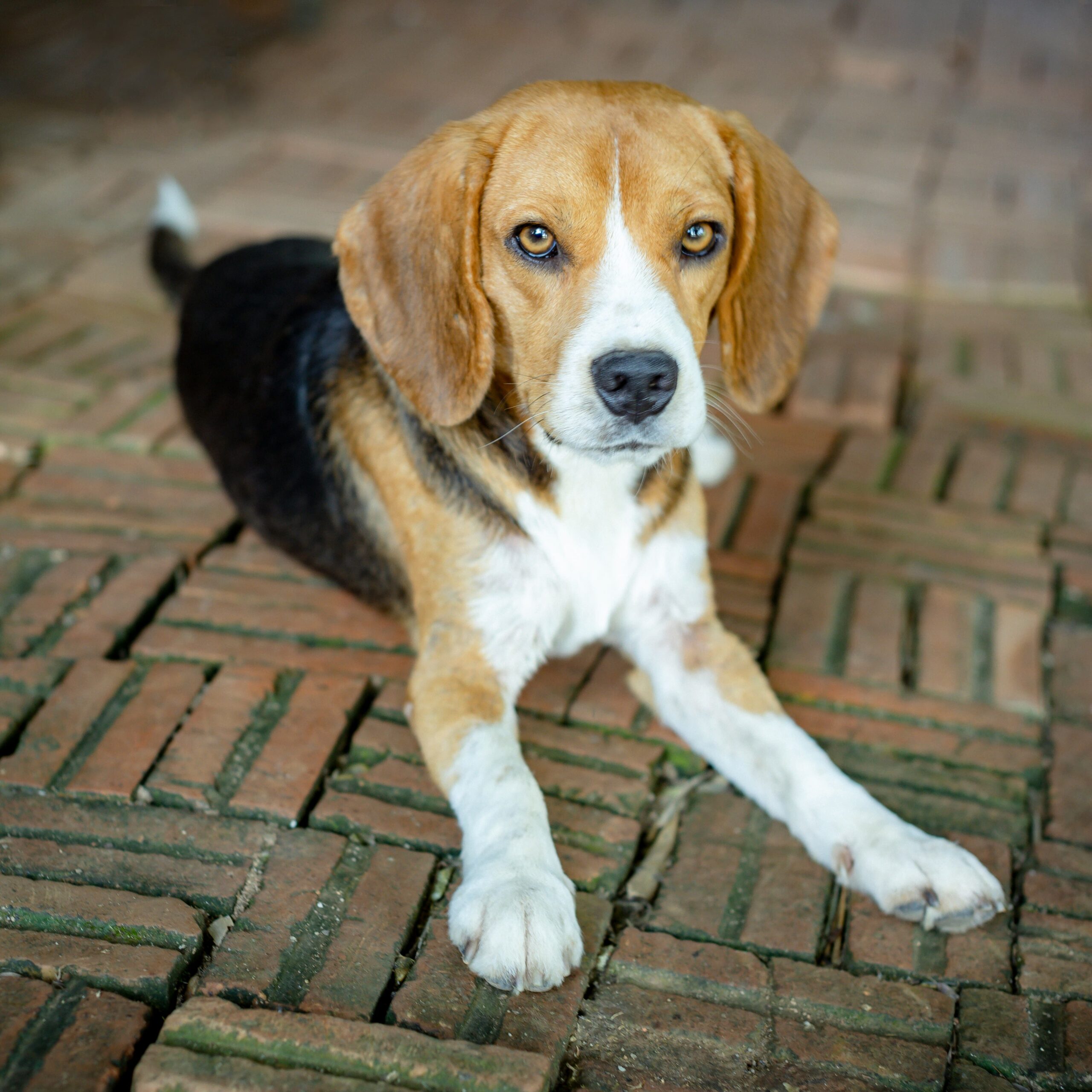 Why Beagles Are Known as One of the Friendliest Dog Breeds 9 Why Beagles Are Known as One of the Friendliest Dog Breeds 9