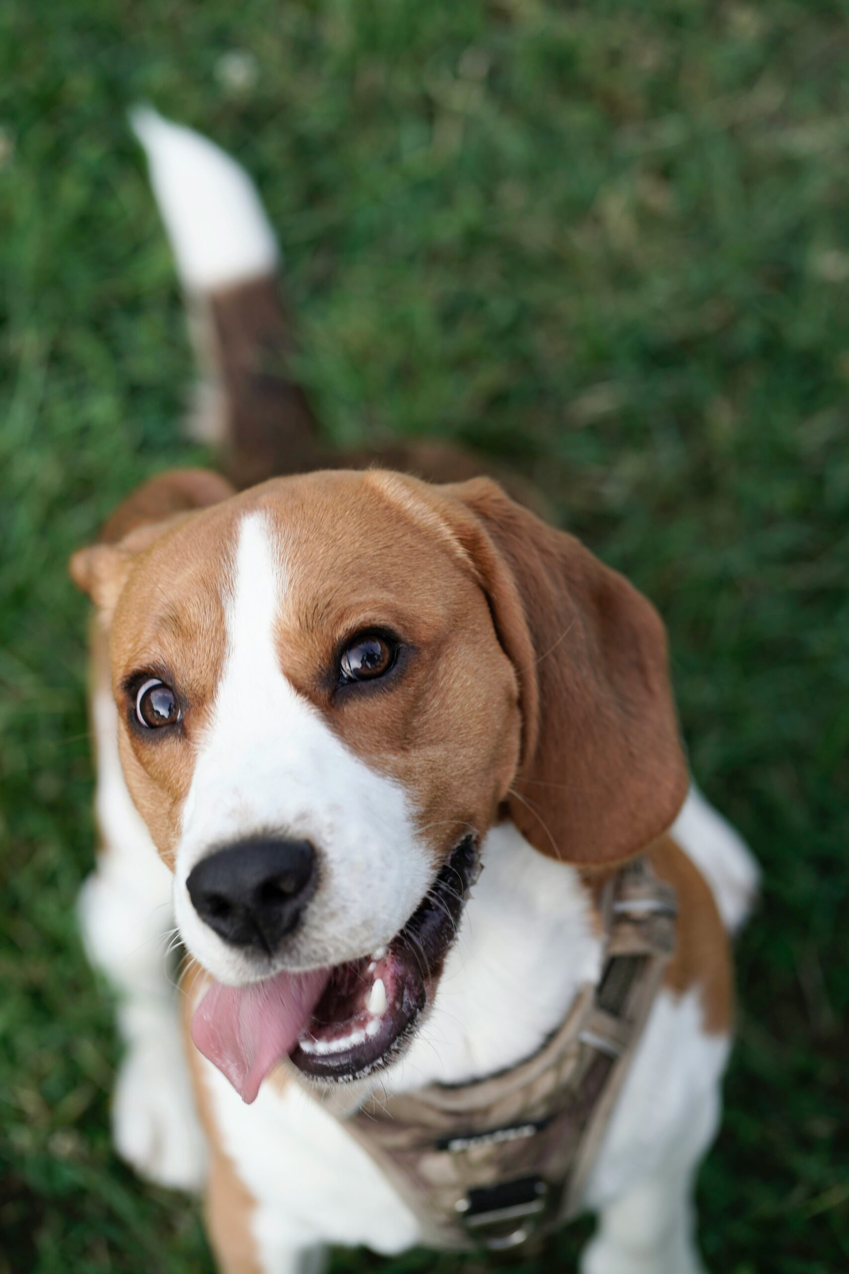 Beagle Exercise Ideas to Keep Your Dog Happy and Fit 9 Beagle Exercise Ideas to Keep Your Dog Happy and Fit 9