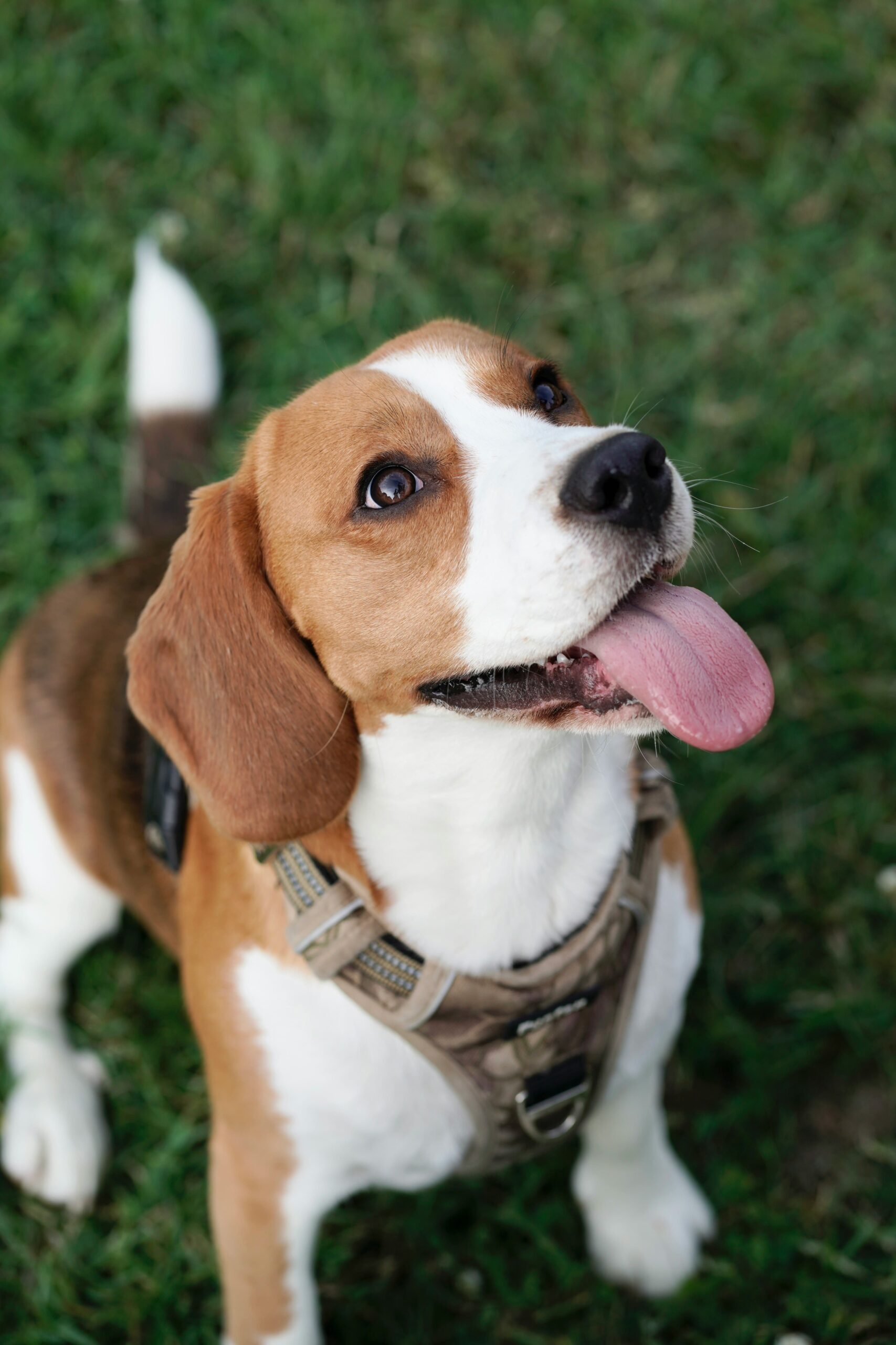 Signs Your Beagle Is Happy and Emotionally Healthy 9