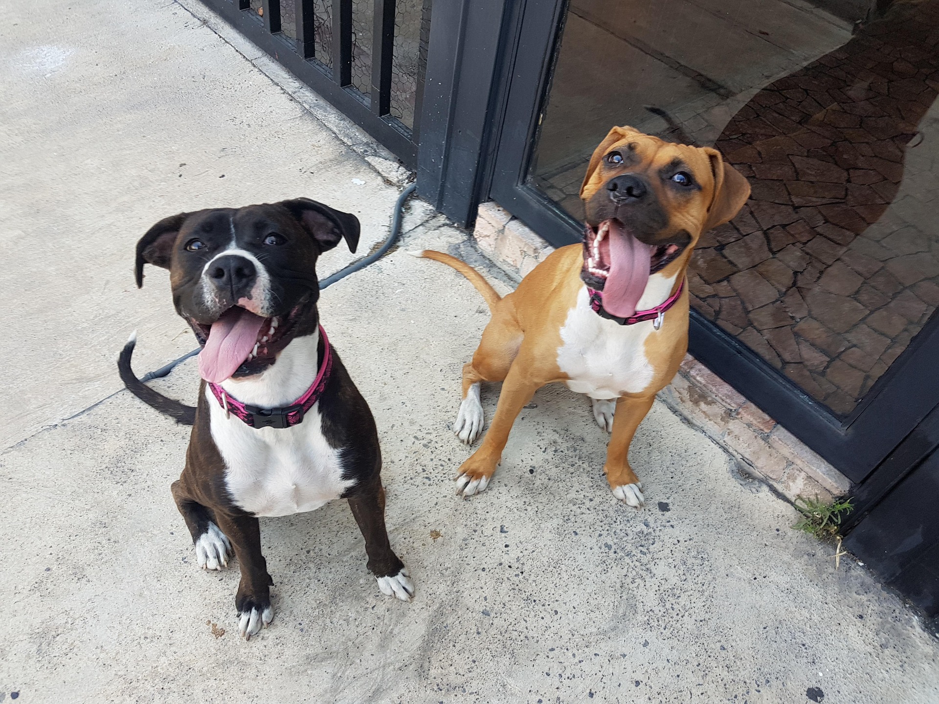 Why Your Boxer Dog Needs Mental Stimulation Every Day 11