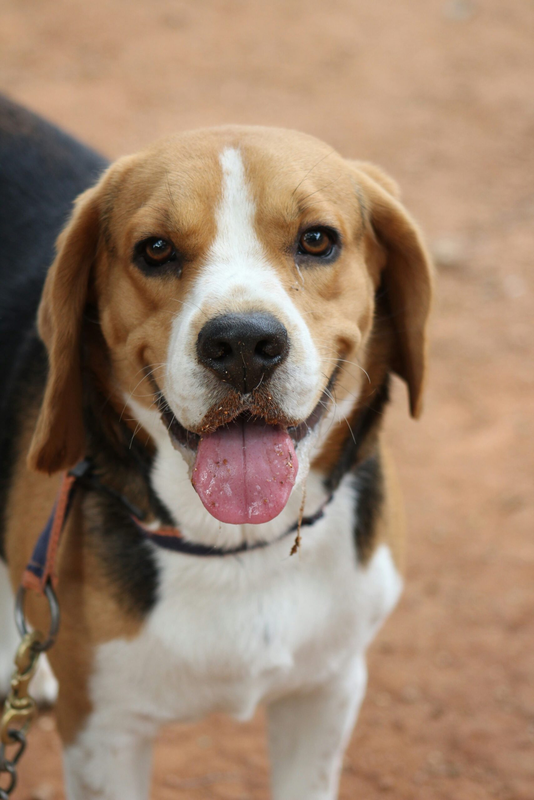 Beagle Exercise Ideas to Keep Your Dog Happy and Fit 10 Beagle Exercise Ideas to Keep Your Dog Happy and Fit 10