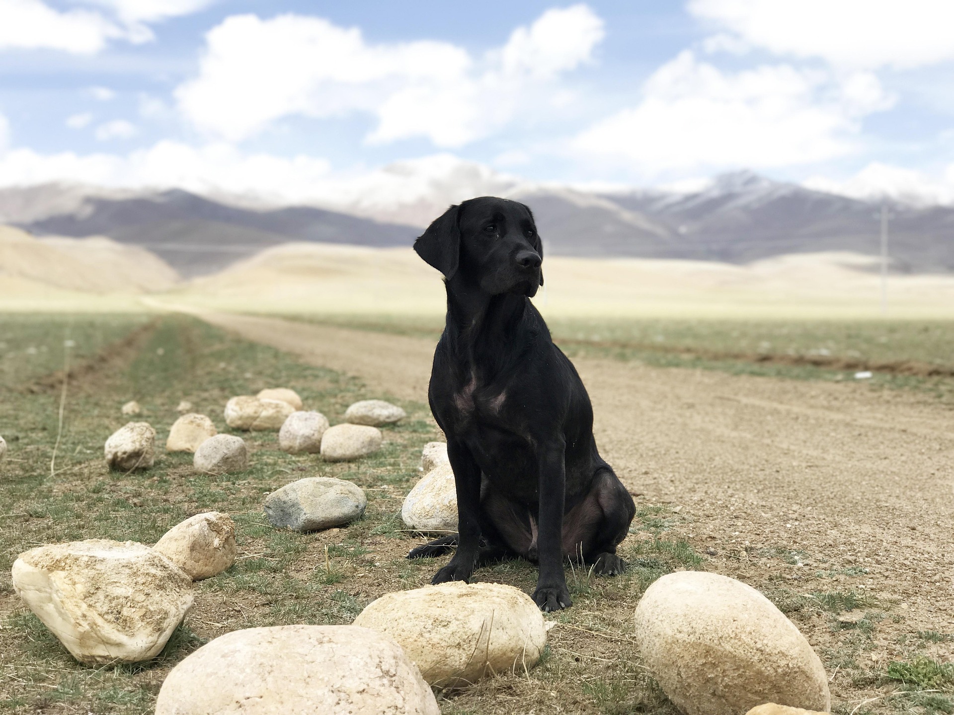 Can Labrador Retrievers Be Left Alone? Separation Anxiety Explained 10 Can Labrador Retrievers Be Left Alone? Separation Anxiety Explained 10