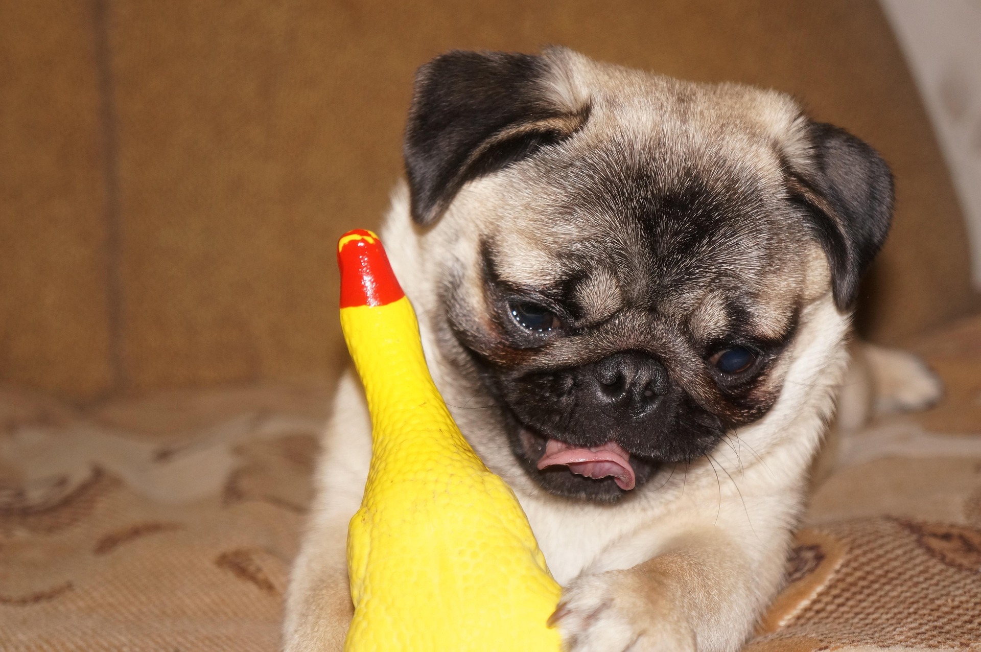 Pug Puppies vs. Adult Pugs: What to Expect 10