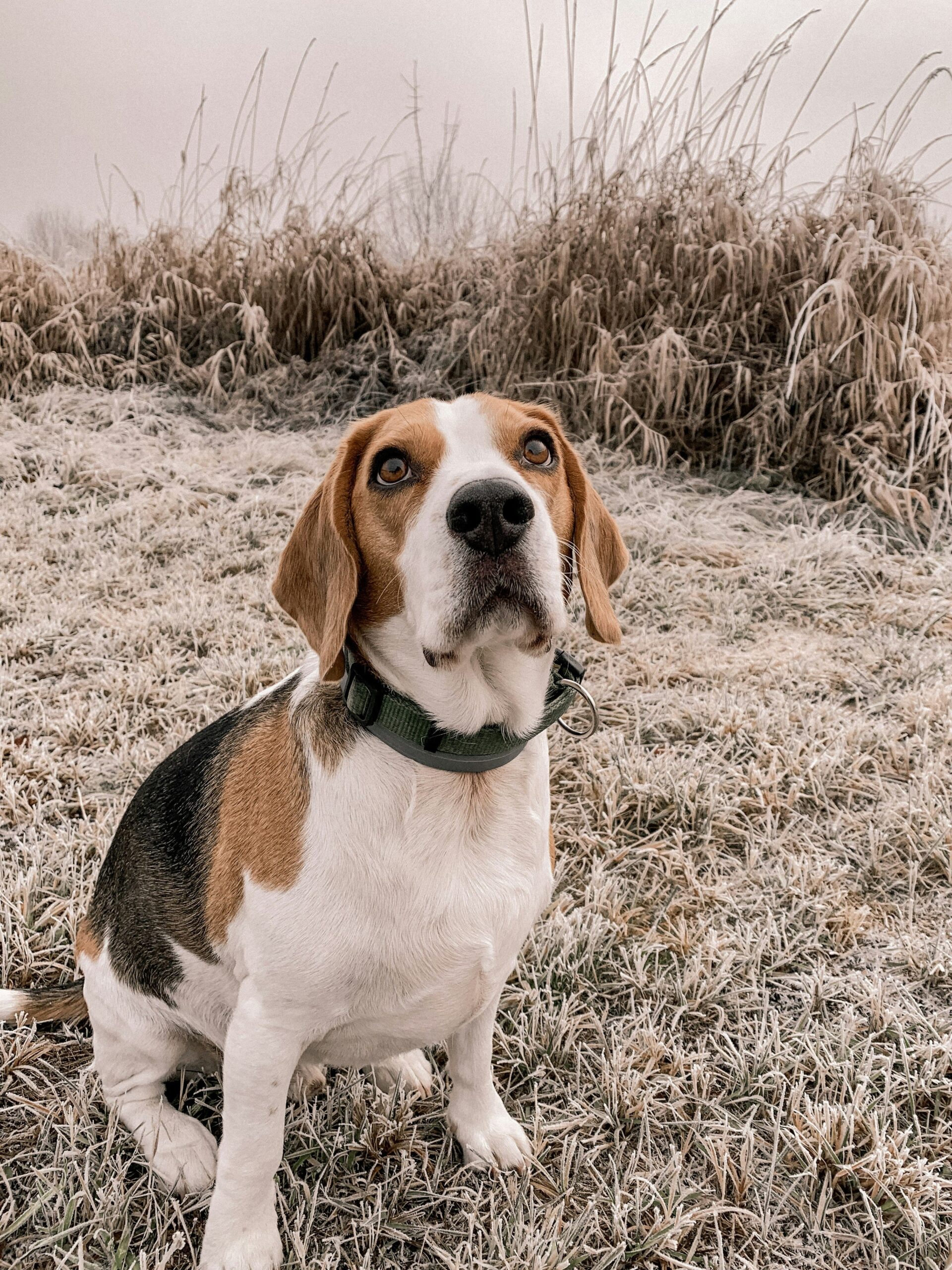 Signs Your Beagle Is Happy and Emotionally Healthy 10