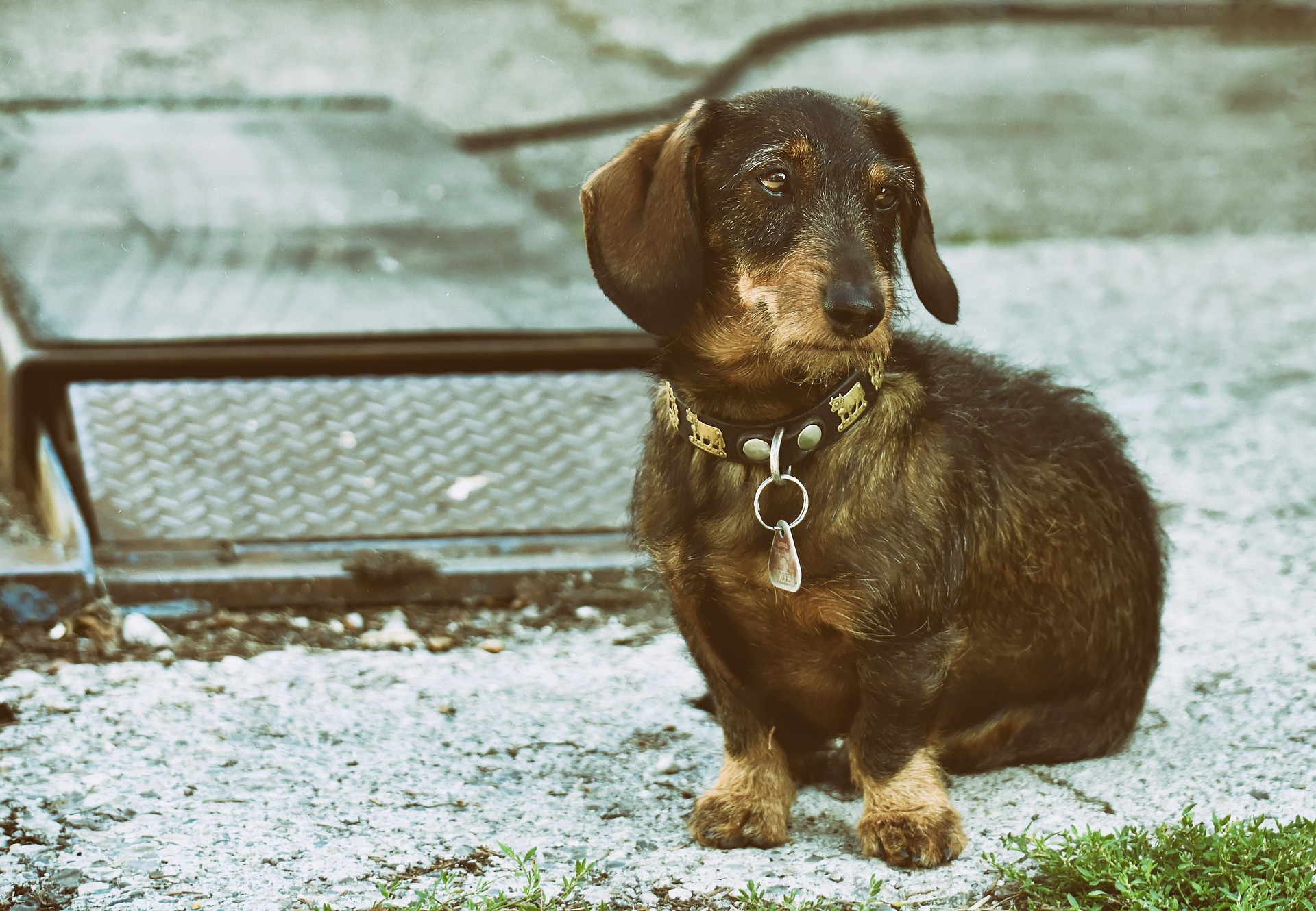 How to Handle a Dachshund’s High Energy and Curiosity 11